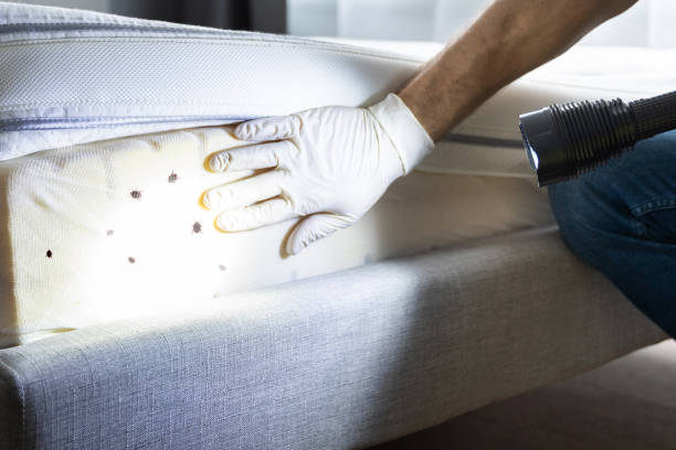 Best Pest Control for Businesses  in Bourg, LA
