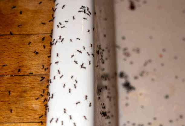 Best Pest Control Near Me in Bourg, LA