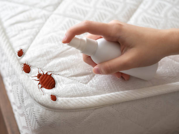 Best Bed Bug Extermination  in Bourg, LA