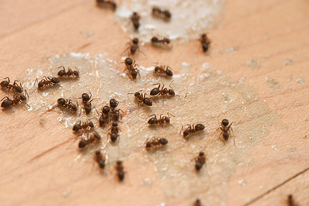 Best Flea Control Services  in Bourg, LA