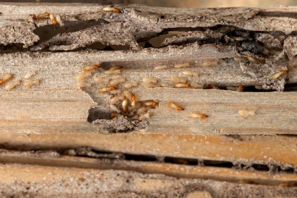 Best Ant Control Services  in Bourg, LA